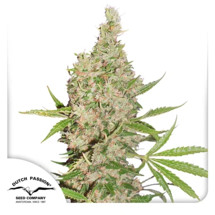 DUTCH PASSION - WHITE WIDOW X THE ULTIMATE REG | 10 SEEDS