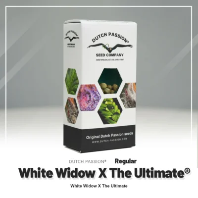 DUTCH PASSION - WHITE WIDOW X THE ULTIMATE REG | 10 SEMI - immagine 2