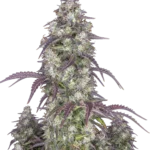 FAST BUDS - LEMON PIE AUTO