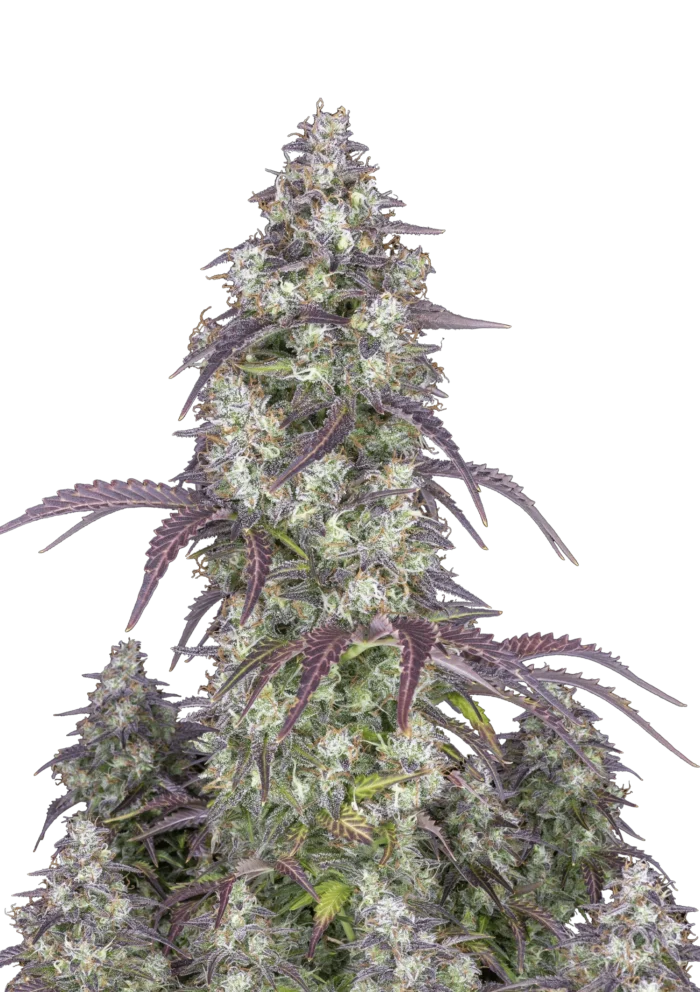 FAST BUDS - LEMON PIE AUTO - Image 1