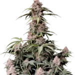 SCHNELL KNOSPEN - AMNESIE ZKITTLEZ AUTO FEM