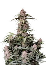 FAST BUDS - AMNESIA ZKITTLEZ AUTO FEM