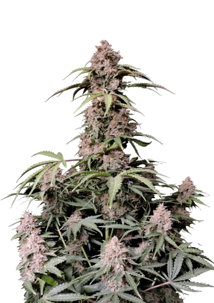 FAST BUDS - AMNESIA ZKITTLEZ AUTO FEM