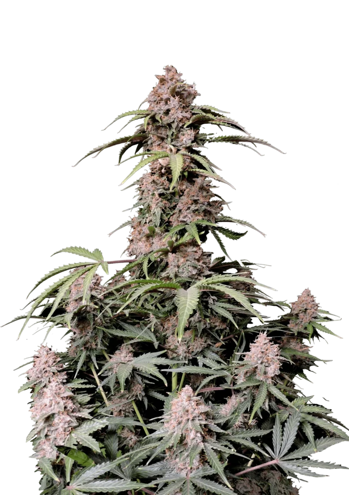 FAST BUDS - AMNESIA ZKITTLEZ AUTO FEM - Imagen 1