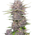 FAST BUDS - BANANA PURPLE PUNCH AUTO FEM