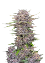 FAST BUDS - BANANA PURPLE PUNCH AUTO FEM