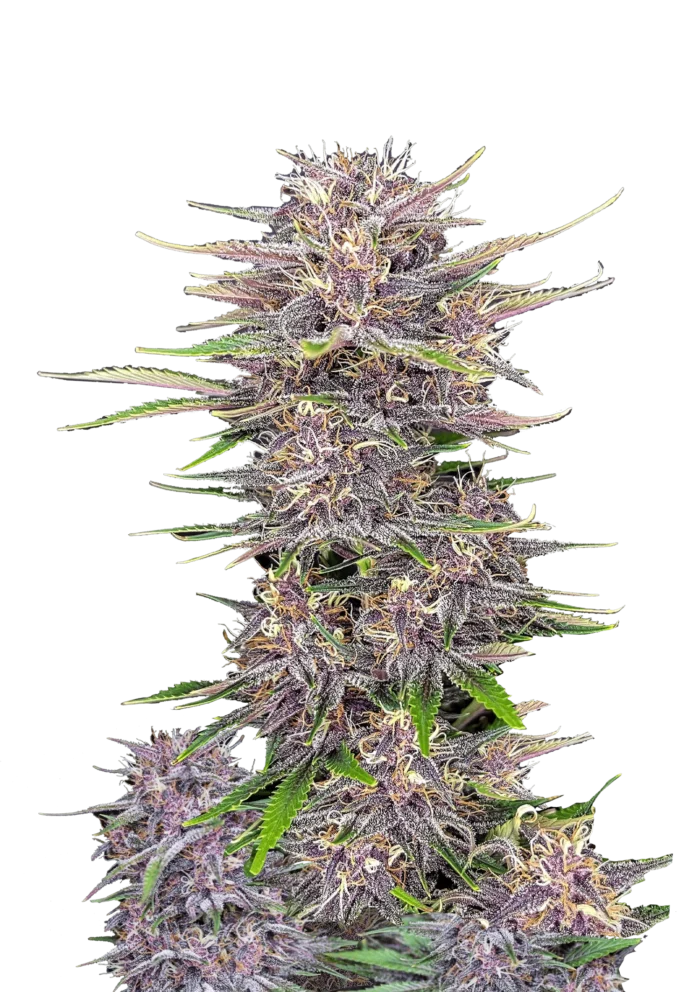 FAST BUDS - BANANA PURPLE PUNCH AUTO FEM – Image 1