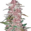 FAST BUDS - BLACKBERRY AUTO