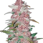 FAST BUDS - BLACKBERRY AUTO