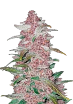 FAST BUDS - BLACKBERRY AUTO