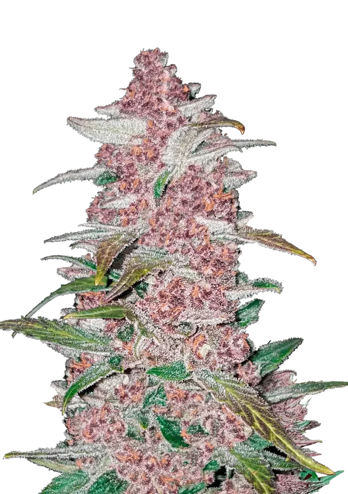 FAST BUDS - BLACKBERRY AUTO – Image 1