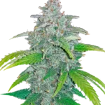 FAST BUDS - BLUE DREAM'MATIC AUTO