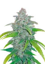 FAST BUDS - BLUE DREAM'MATIC AUTO