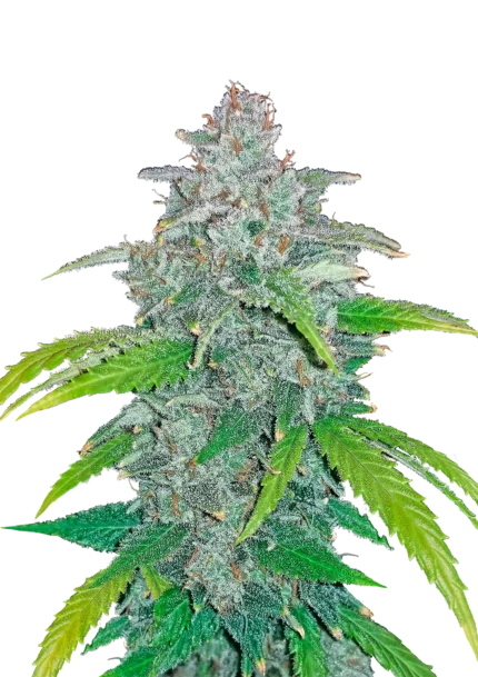 FAST BUDS - BLUE DREAM'MATIC AUTO
