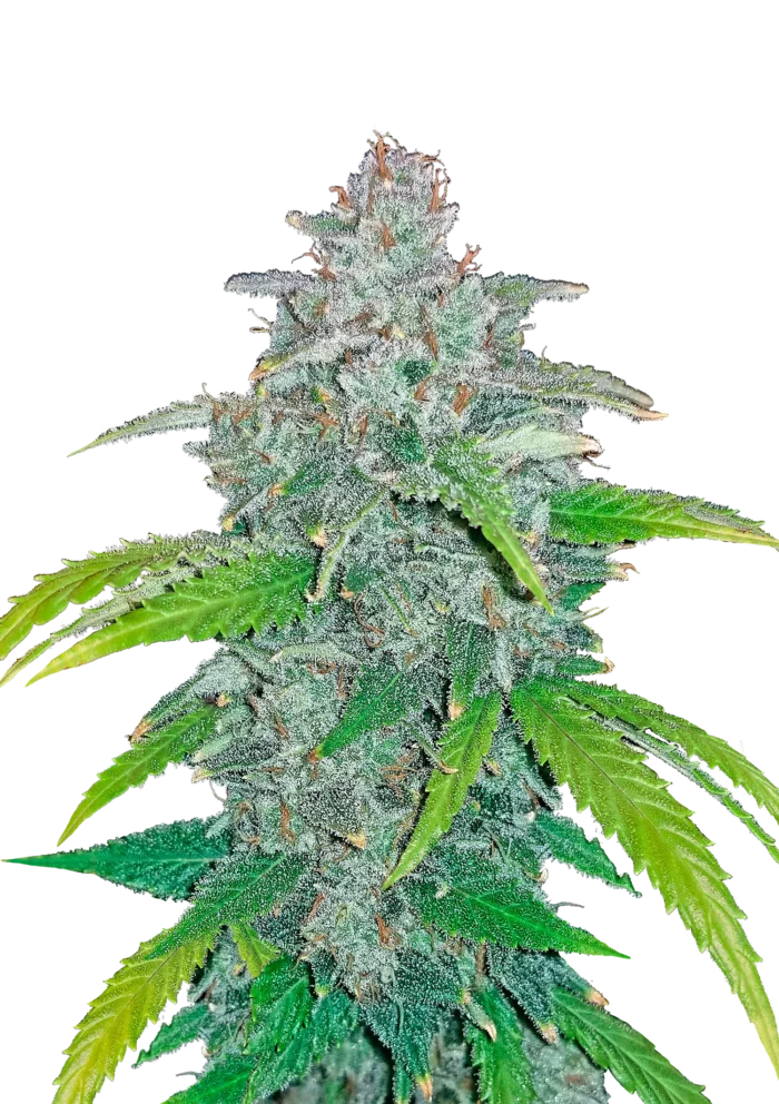 FAST BUDS - BLUE DREAM'MATIC AUTO - Imagen 1