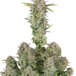 FAST BUDS - BRUCE BANNER AUTO