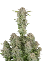 FAST BUDS - BRUCE BANNER AUTO