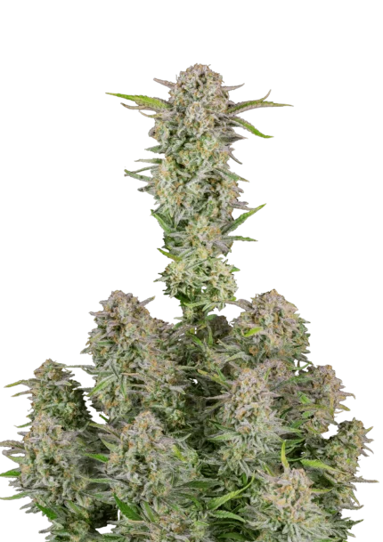FAST BUDS - BRUCE BANNER AUTO