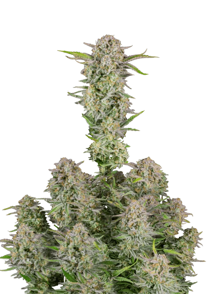 FAST BUDS - BRUCE BANNER AUTO - Imagen 1