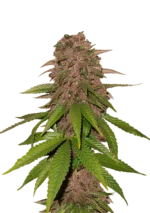 FAST BUDS - C4 AUTO