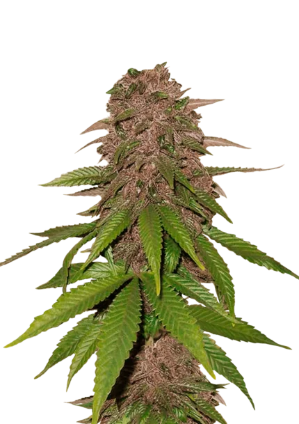 FAST BUDS - C4 AUTO