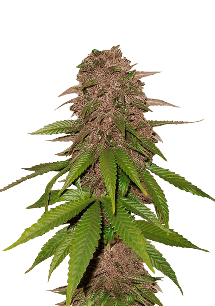 FAST BUDS - C4 AUTO – Image 1