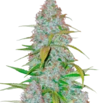 FAST BUDS - CALIFORNIAN SNOW AUTO