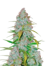 FAST BUDS - CALIFORNIAN SNOW AUTO