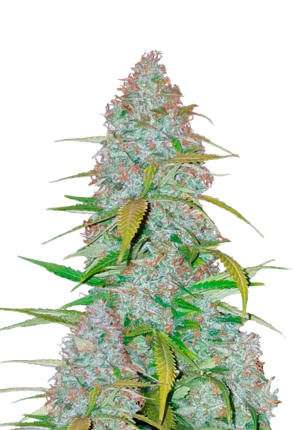 FAST BUDS - CALIFORNIAN SNOW AUTO
