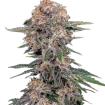 FAST BUDS - CHERY COLA AUTO FEM