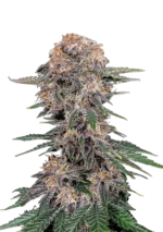 FAST BUDS - CHERY COLA AUTO FEM
