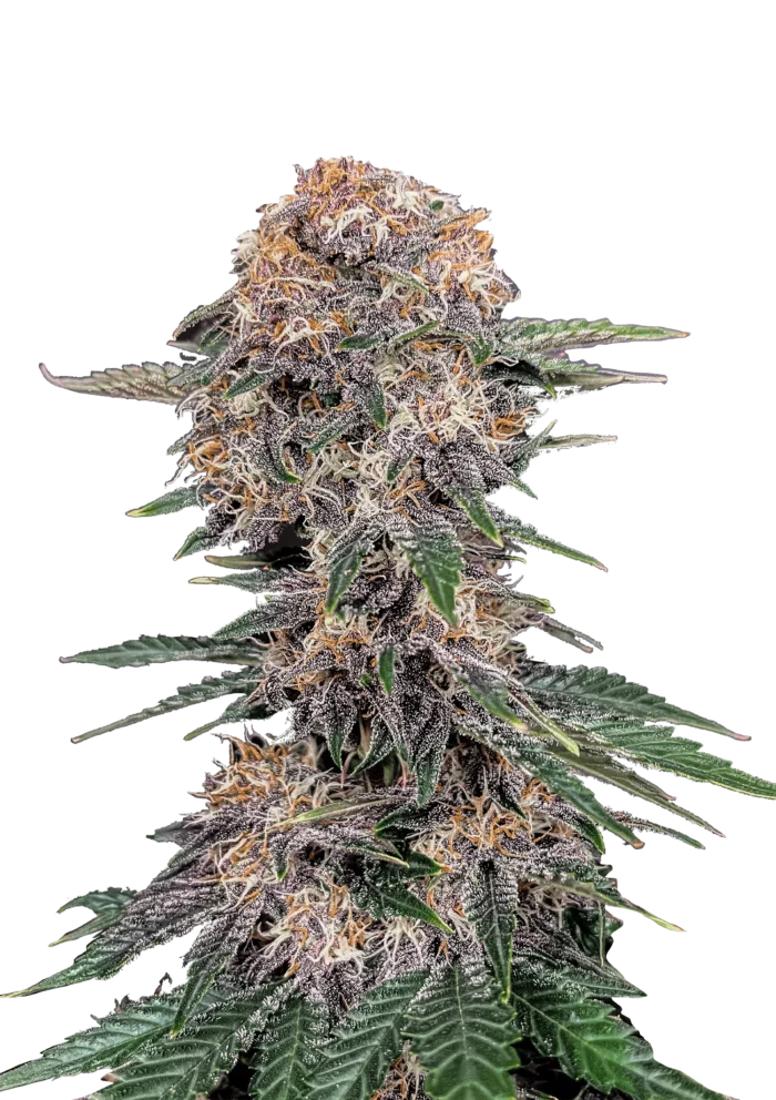 FAST BUDS - CHERY COLA AUTO FEM - Imagen 1