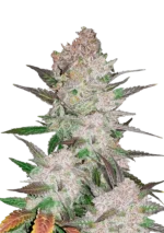 FAST BUDS - CREAM COOKIES AUTO