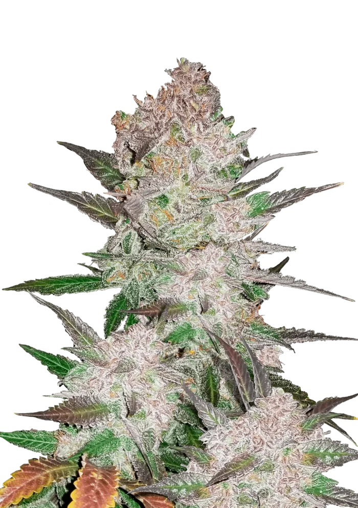 FAST BUDS - CREAM COOKIES AUTO – Image 1