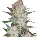 FAST BUDS - CREAM COOKIES AUTO