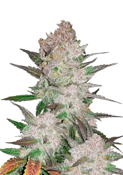 FAST BUDS - CREAM COOKIES AUTO