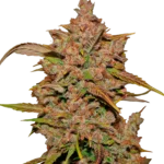 FAST BUDS - CRYSTAL METH AUTO