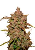 FAST BUDS - CRYSTAL METH AUTO