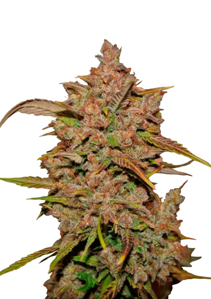 FAST BUDS - CRYSTAL METH AUTO