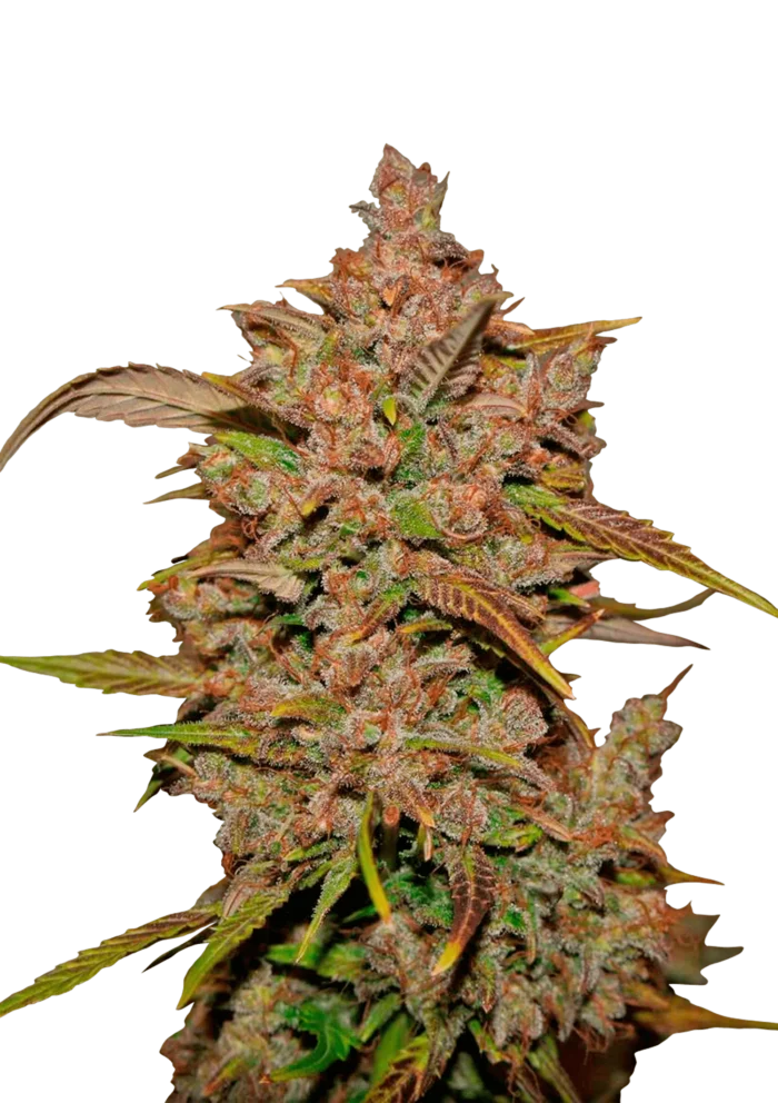 FAST BUDS - CRYSTAL METH AUTO – Image 1