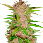 FAST BUDS - FASTBERRY AUTO