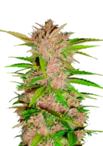 FAST BUDS - FASTBERRY AUTO