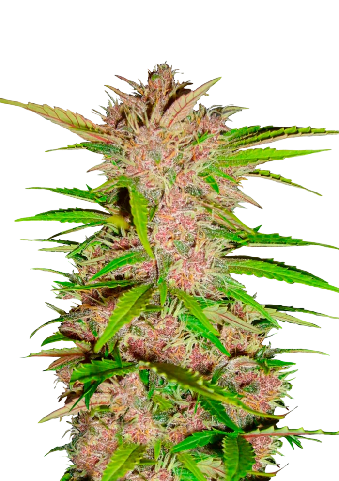 FAST BUDS - FASTBERRY AUTO – Image 1