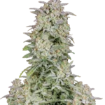 FAST BUDS - FORBIDDEN RUNTZ AUTO