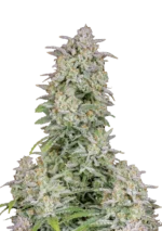 FAST BUDS - FORBIDDEN RUNTZ AUTO