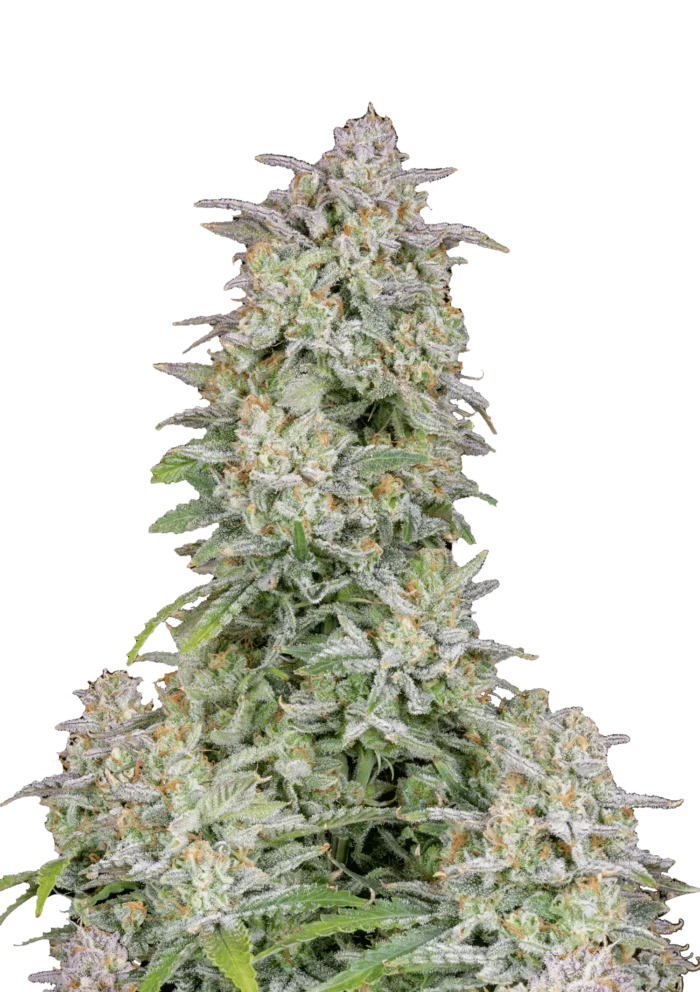FAST BUDS - FORBIDDEN RUNTZ AUTO - Image 1