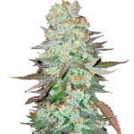 FAST BUDS - G14 AUTO