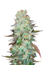 FAST BUDS - G14 AUTO