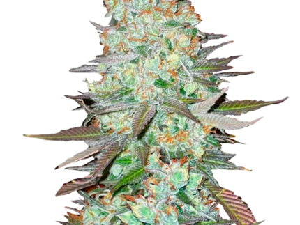 FAST BUDS - G14 AUTO FEM | Available while stocks last