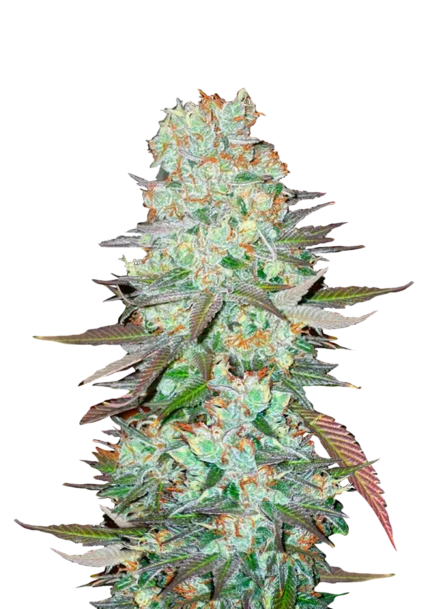 FAST BUDS - G14 AUTO